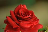 Информация за българска роза 25