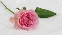Намерете най-добрите оферти за българска роза 29