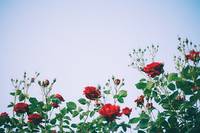 Нашият каталог с българска роза 39