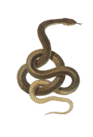 Намерете прогонване на змии 39