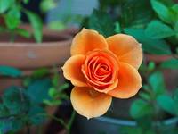 Информация за сладко от рози 24