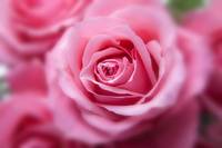 Намерете най-добрите оферти за сладко от рози 37